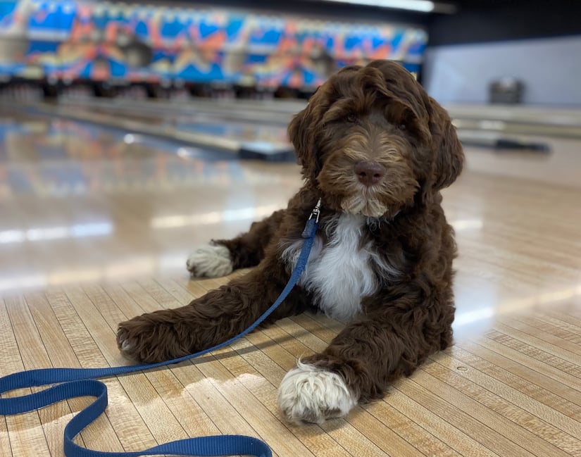 Bowling Alley