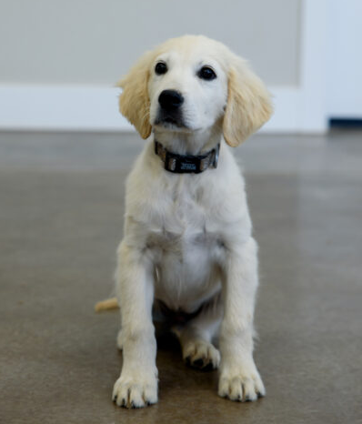 Golden Puppy