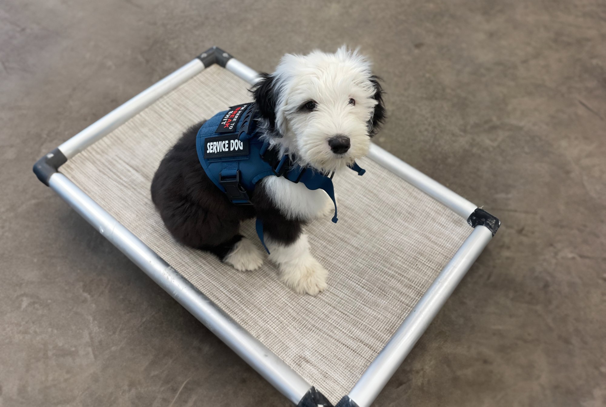 Service Puppy 2 Service Puppy 2