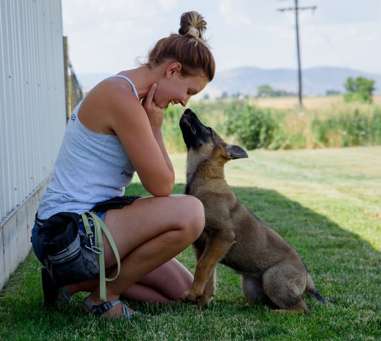 Sitting Puppy